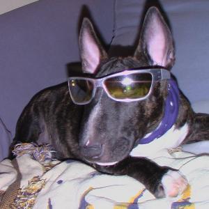 Profile picture for user tucculent